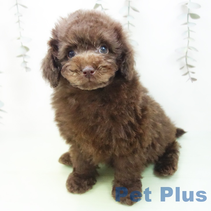 トイ・プードル