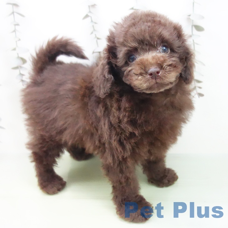 トイ・プードルの写真2