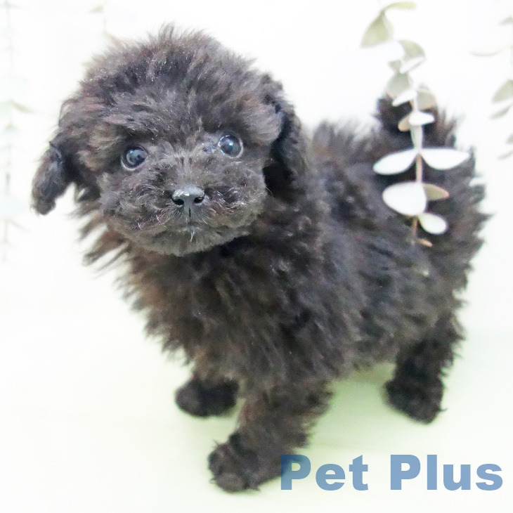 トイ・プードル