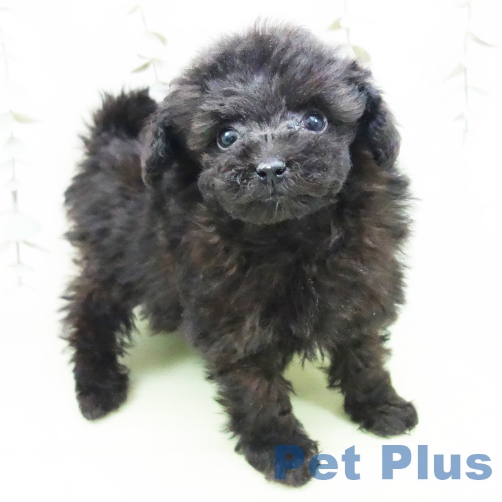 トイ・プードルの写真2