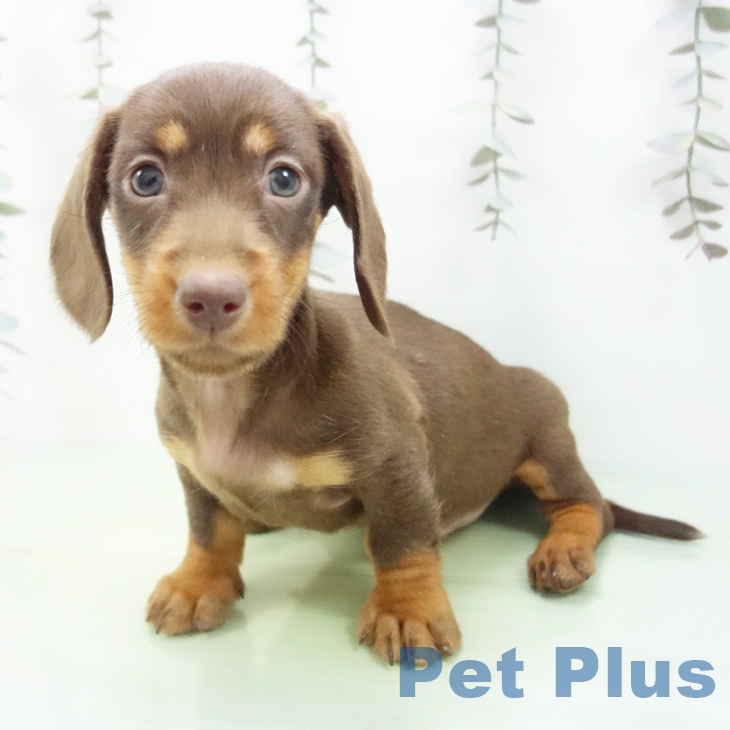 愛知県のミニチュアダックスフンド(ロング) (ペットプラス 名古屋茶屋店/2025年9月22日生まれ/男の子/チョコレートタン)の子犬