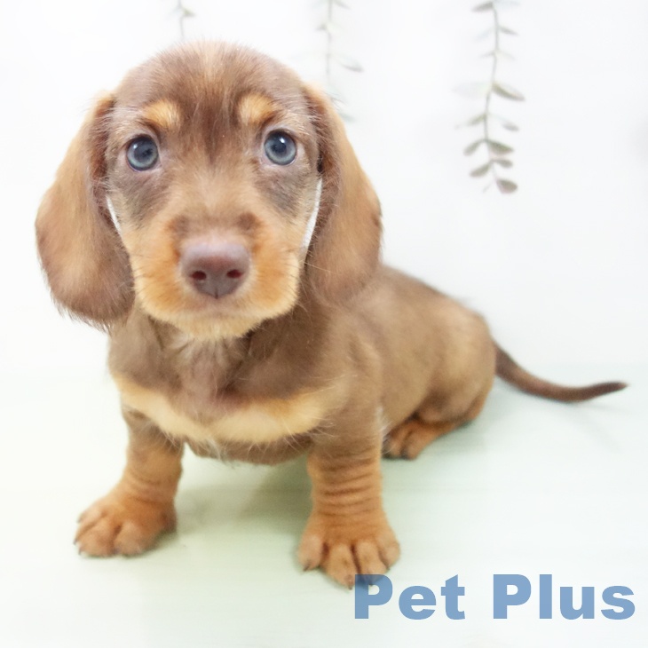 ミニチュア・ダックスフンド