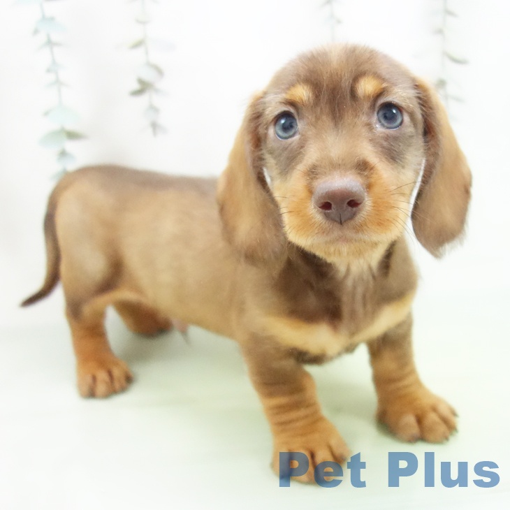 ミニチュア・ダックスフンド