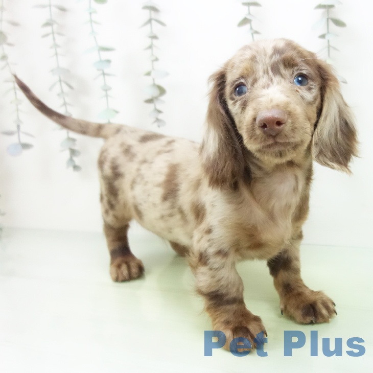 愛知県のミニチュアダックスフンド(ロング) (ペットプラス イオンモール豊川店/2025年9月22日生まれ/男の子/チョコレートダップル)の子犬