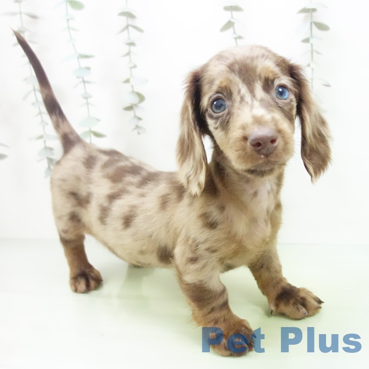 愛知県のミニチュアダックスフンド(ロング) (ペットプラス 岡崎店/2025年9月22日生まれ/男の子/チョコレートダップル)の子犬