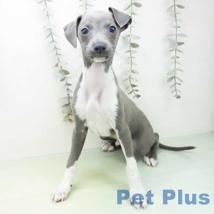 イタリアン・グレーハウンド