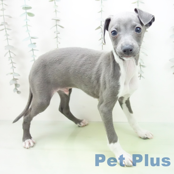 イタリアン・グレーハウンド