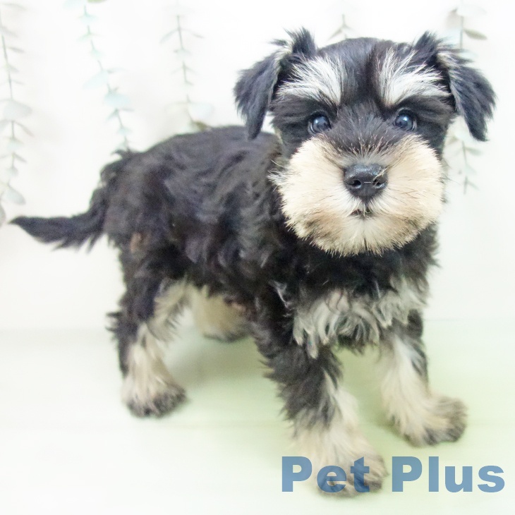 ミニチュア・シュナウザー