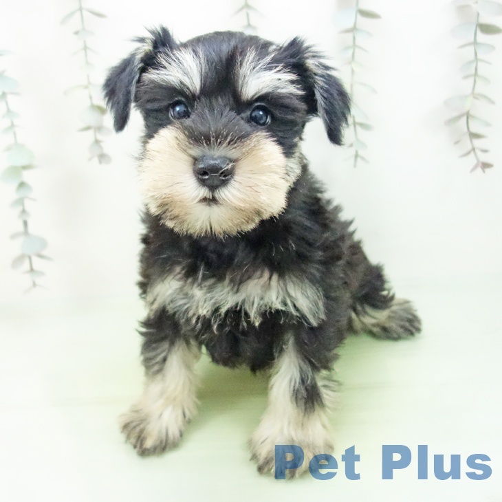 ミニチュア・シュナウザーの写真2