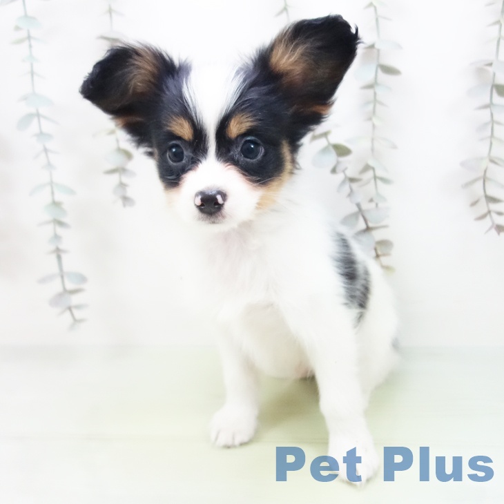 パピヨンの写真2