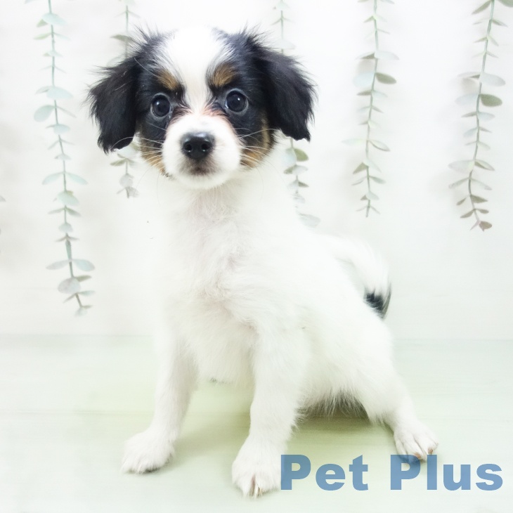 愛知県のパピヨン (ペットプラス 豊橋牧野店/2025年9月18日生まれ/男の子/トライカラー)の子犬の2枚目の画像