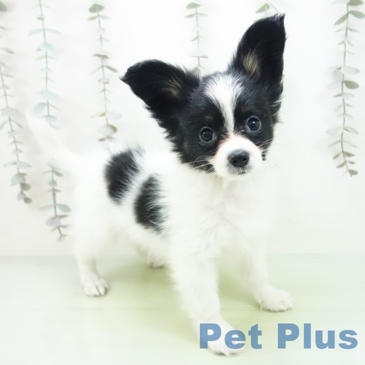 三重県のパピヨン (ペットプラス 鈴鹿店/2025年9月18日生まれ/男の子/トライカラー)の子犬の2枚目の画像