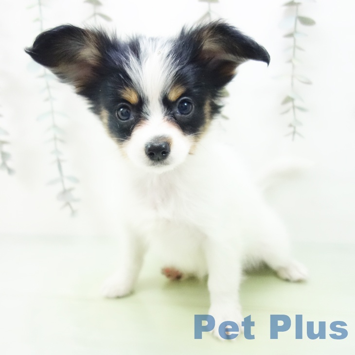 パピヨンの写真2