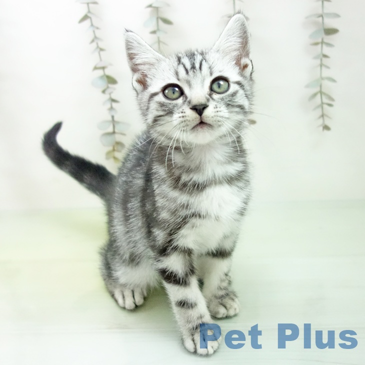 アメリカンショートヘア