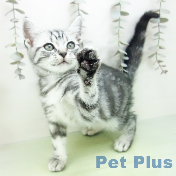 アメリカンショートヘア