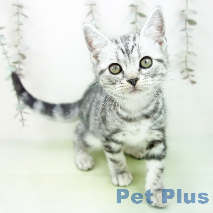 石川県のアメリカンショートヘアー (ペットプラス 新小松店/2025年9月20日生まれ/男の子/シルバータビー)の子猫