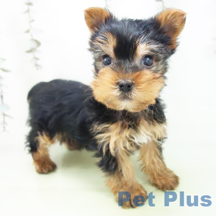 富山県のヨークシャーテリア (ペットプラス 高岡店/2025年9月22日生まれ/男の子/スチールブルータン)の子犬の1枚目の画像