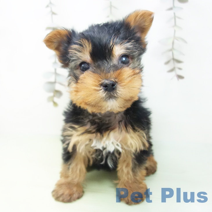 富山県のヨークシャーテリア (ペットプラス 高岡店/2025年9月22日生まれ/男の子/スチールブルータン)の子犬の2枚目の画像