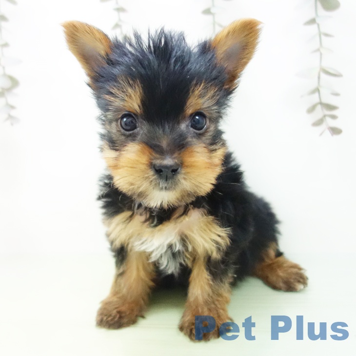 ヨークシャー・テリア