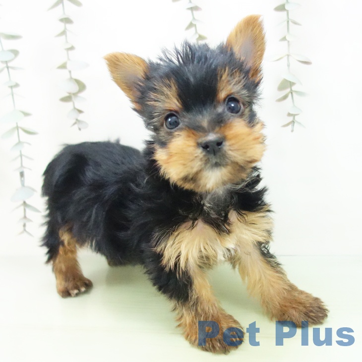 ヨークシャー・テリアの写真2