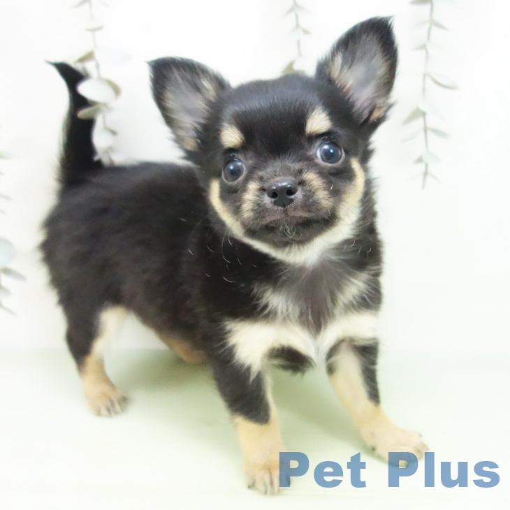 三重県のチワワ(ロング) (ペットプラス 東員店/2025年9月21日生まれ/男の子/ブラックタン)の子犬