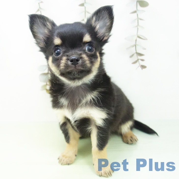 三重県のチワワ(ロング) (ペットプラス 東員店/2025年9月21日生まれ/男の子/ブラックタン)の子犬の2枚目の画像