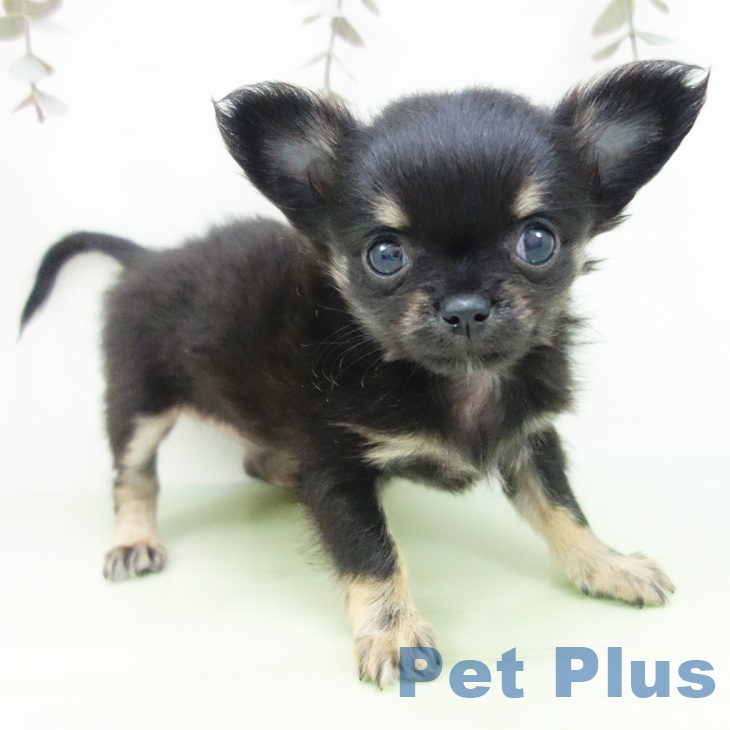 富山県のチワワ(ロング) (ペットプラス 高岡店/2025年9月21日生まれ/男の子/ブラックタン)の子犬