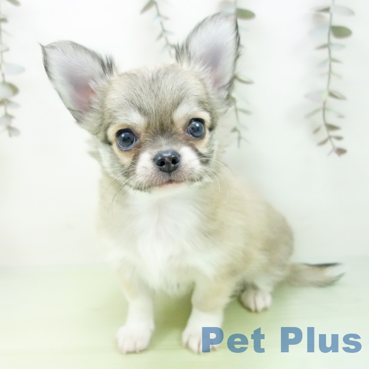 愛知県のチワワ(ロング) (ペットプラス mozoワンダーシティ店/2025年9月22日生まれ/男の子/フォーンホワイト)の子犬の1枚目の画像