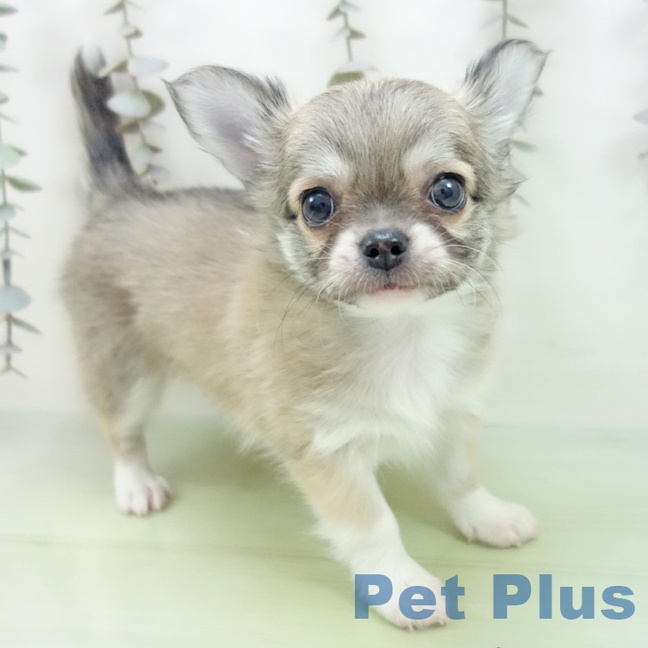 愛知県のチワワ(ロング) (ペットプラス mozoワンダーシティ店/2025年9月22日生まれ/男の子/フォーンホワイト)の子犬の2枚目の画像