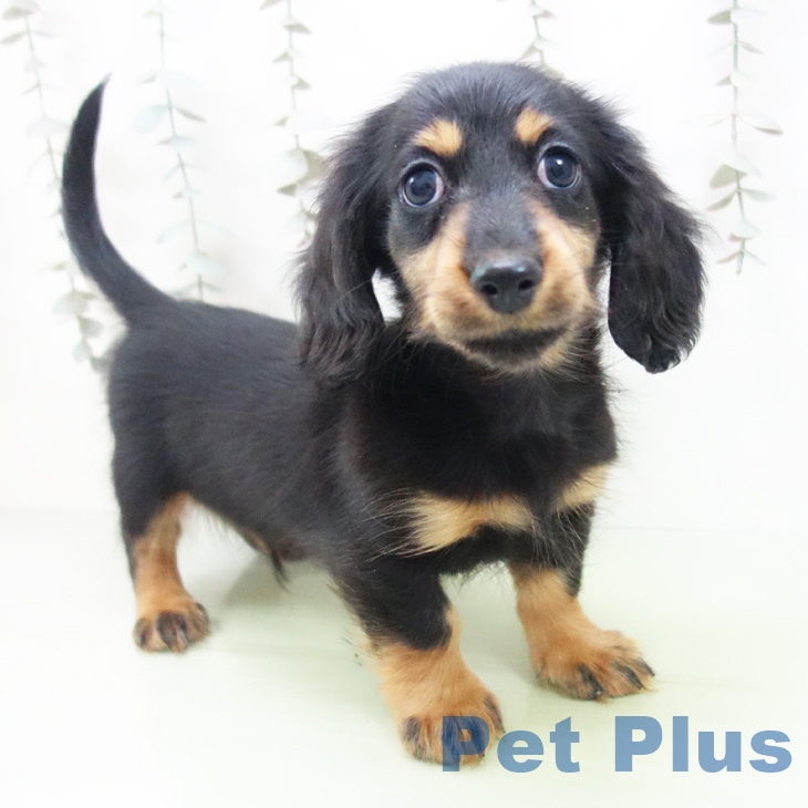 三重県のミニチュアダックスフンド(ロング) (ペットプラス 鈴鹿店/2025年9月19日生まれ/男の子/ブラックタン)の子犬の1枚目の画像