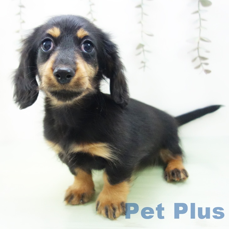 三重県のミニチュアダックスフンド(ロング) (ペットプラス 鈴鹿店/2025年9月19日生まれ/男の子/ブラックタン)の子犬の2枚目の画像