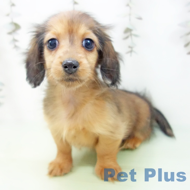 愛知県のミニチュアダックスフンド(ロング) (ペットプラス mozoワンダーシティ店/2025年9月19日生まれ/女の子/レッドダップル)の子犬