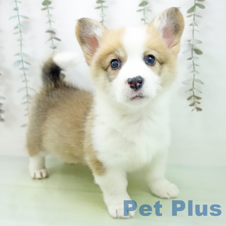 ウェルシュ・コーギー・ペンブローク