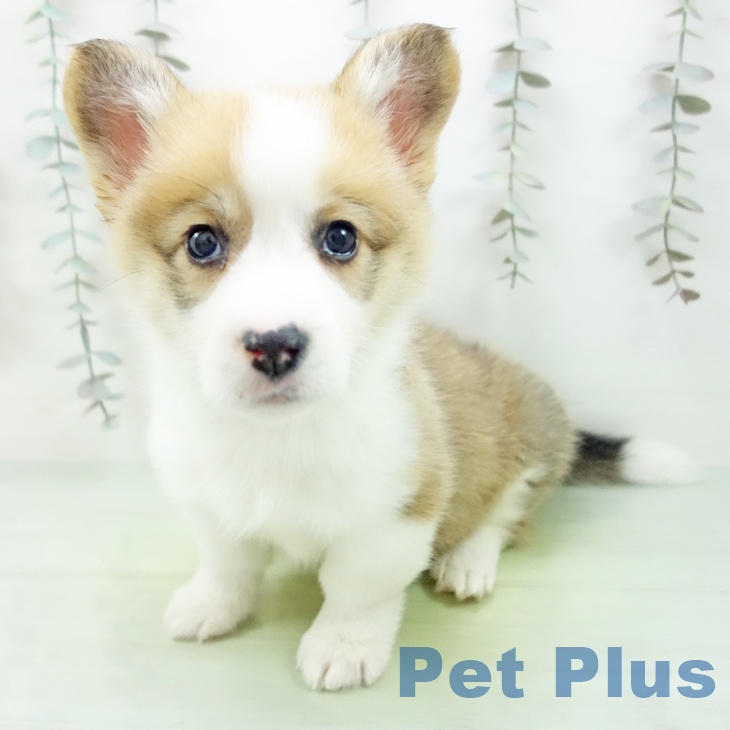 岐阜県のウェルシュコーギーペンブローク (ペットプラス 光ケ丘店/2025年9月19日生まれ/男の子/レッドホワイト)の子犬の2枚目の画像
