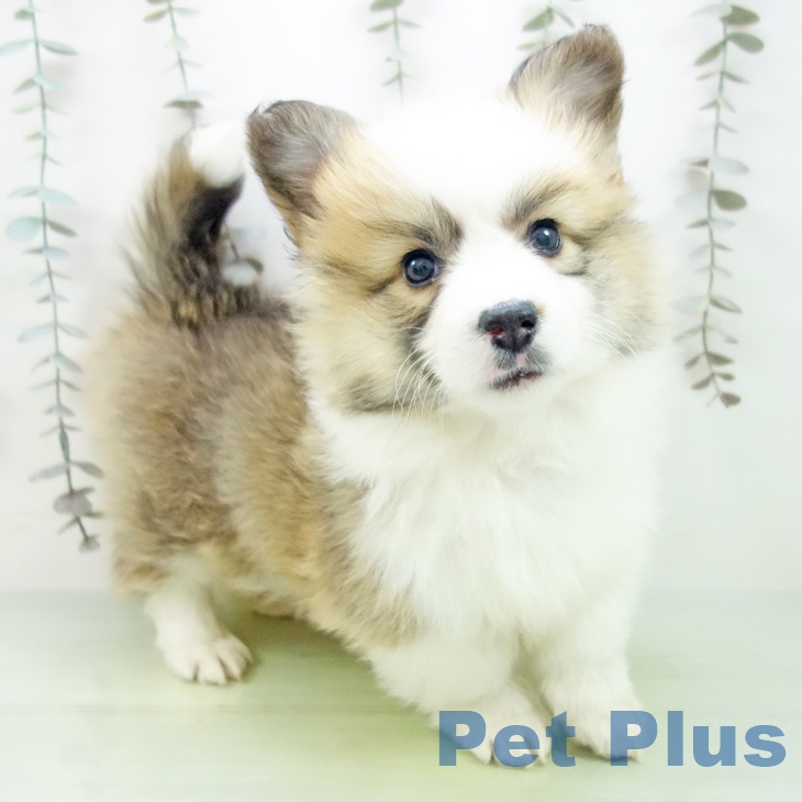 愛知県のウェルシュコーギーペンブローク (ペットプラス mozoワンダーシティ店/2025年9月19日生まれ/男の子/レッドホワイト)の子犬