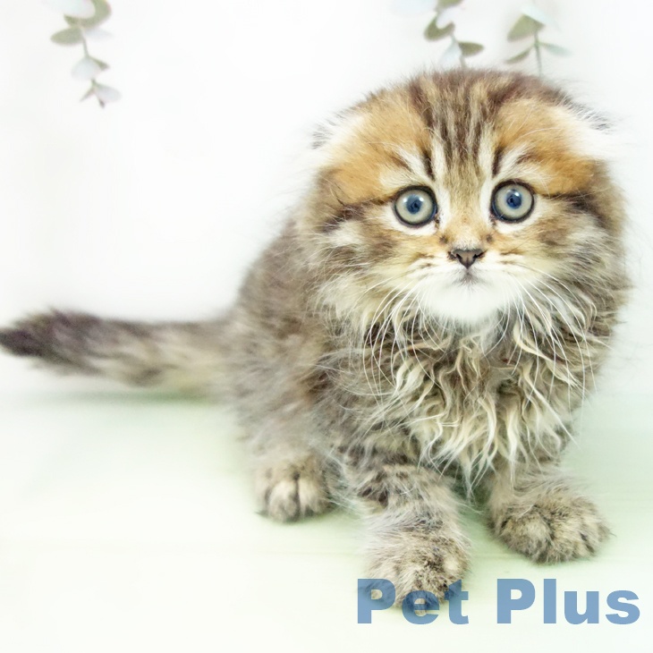 愛知県のスコティッシュフォールド (ペットプラス ナゴヤドーム前店/2025年9月22日生まれ/女の子/ブラウンタビー)の子猫の1枚目の画像
