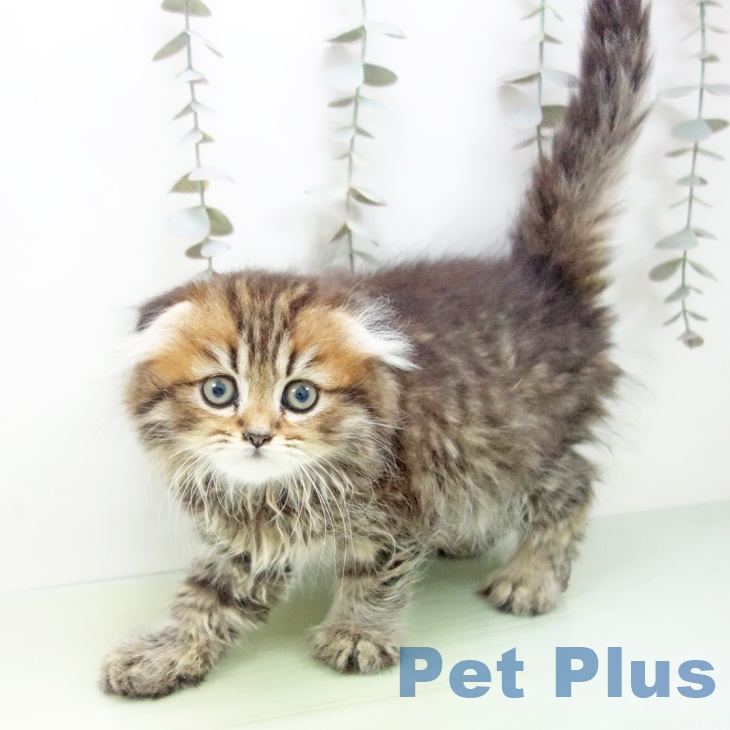 愛知県のスコティッシュフォールド (ペットプラス ナゴヤドーム前店/2025年9月22日生まれ/女の子/ブラウンタビー)の子猫の2枚目の画像
