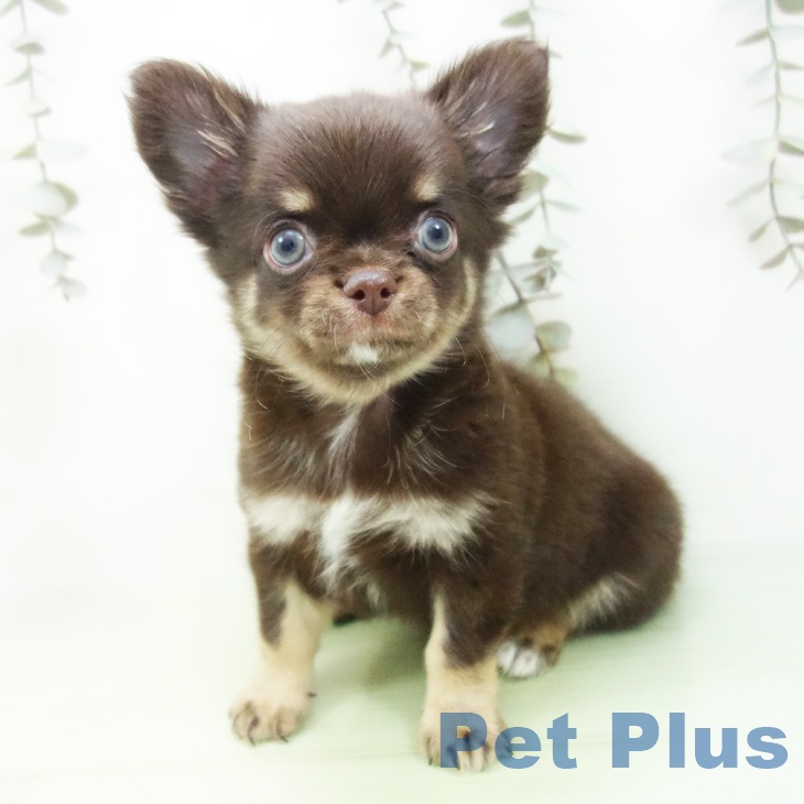 福井県のチワワ(ロング) (ペットプラス 福井店/2025年9月22日生まれ/男の子/チョコレートタン)の子犬