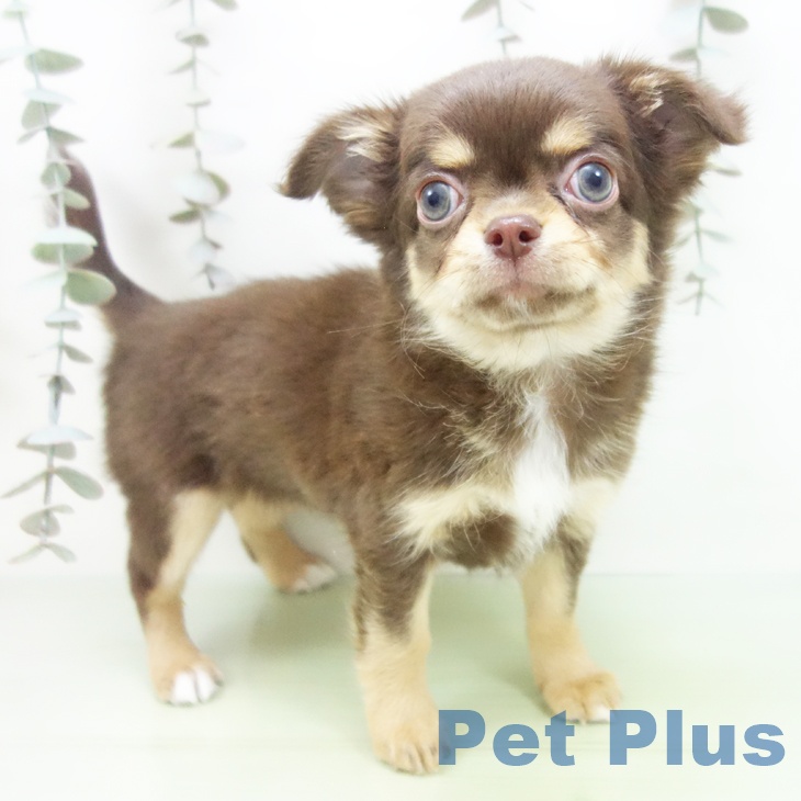 愛知県のチワワ(ロング) (ペットプラス みなと店/2025年9月22日生まれ/女の子/チョコレートタン)の子犬の1枚目の画像