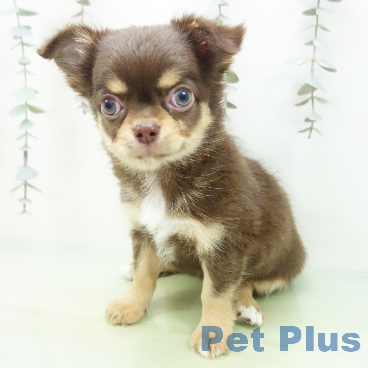 愛知県のチワワ(ロング) (ペットプラス みなと店/2025年9月22日生まれ/女の子/チョコレートタン)の子犬の2枚目の画像