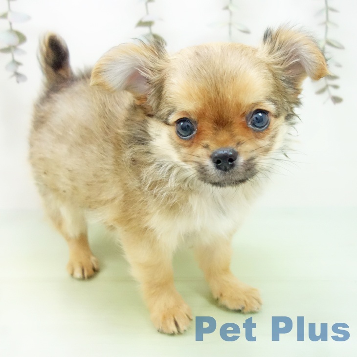 三重県のチワワ(ロング) (ペットプラス 鈴鹿店/2025年9月21日生まれ/男の子/フォーン)の子犬の1枚目の画像