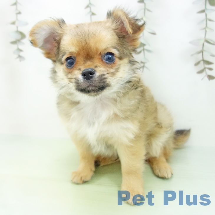 三重県のチワワ(ロング) (ペットプラス 鈴鹿店/2025年9月21日生まれ/男の子/フォーン)の子犬の2枚目の画像