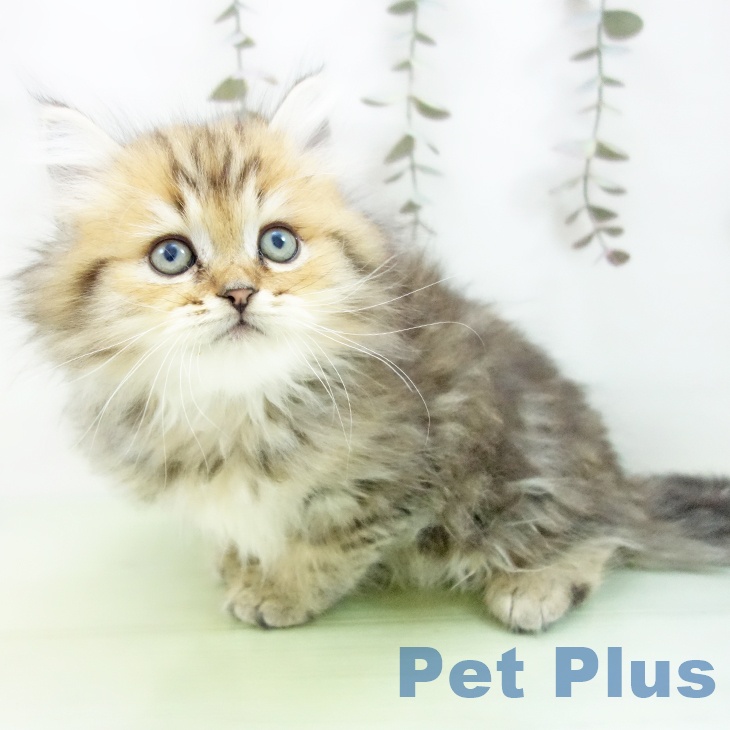 福岡県のペルシャ (ペットプラス MARK IS 福岡ももち店/2025年9月20日生まれ/男の子/チンチラゴールデン)の子猫の1枚目の画像