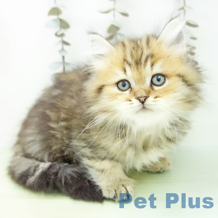 福岡県のペルシャ (ペットプラス MARK IS 福岡ももち店/2025年9月20日生まれ/男の子/チンチラゴールデン)の子猫の2枚目の画像