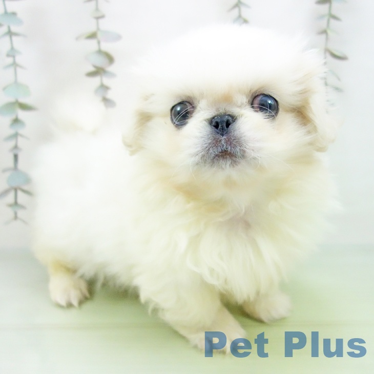 三重県のペキニーズ (ペットプラス 鈴鹿店/2025年9月9日生まれ/男の子/ホワイトクリーム)の子犬の1枚目の画像