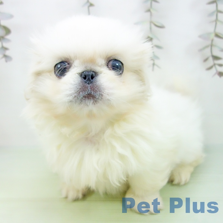 三重県のペキニーズ (ペットプラス 鈴鹿店/2025年9月9日生まれ/男の子/ホワイトクリーム)の子犬の2枚目の画像