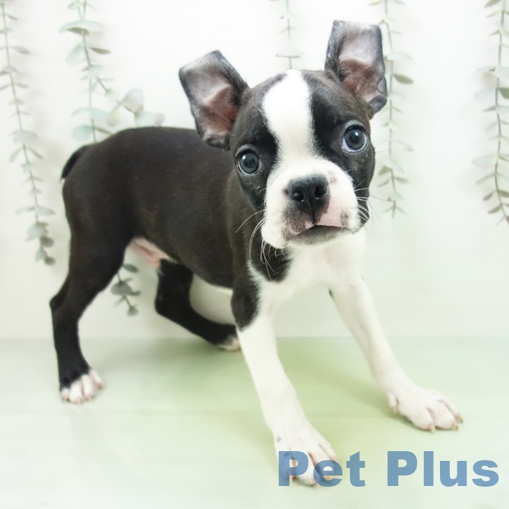 愛知県のボストンテリア (ペットプラス mozoワンダーシティ店/2025年9月10日生まれ/男の子/ボストンカラー)の子犬