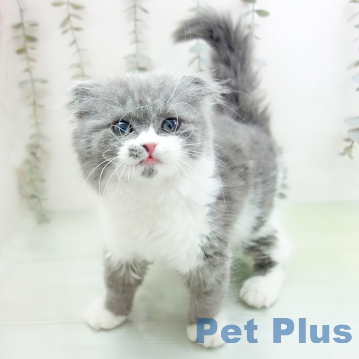 愛知県のスコティッシュフォールド (ペットプラス 豊橋牧野店/2025年9月18日生まれ/女の子/ブルーホワイト)の子猫の1枚目の画像