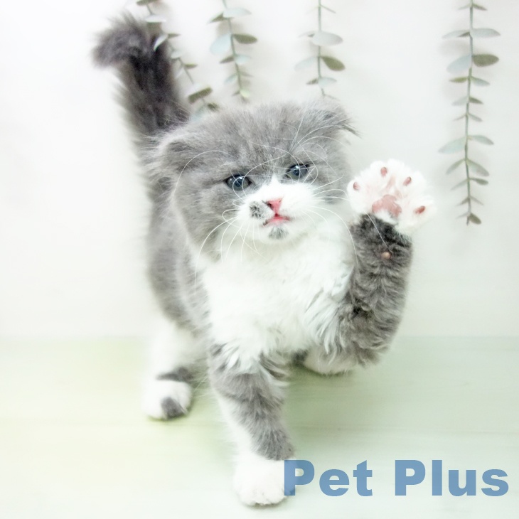 愛知県のスコティッシュフォールド (ペットプラス 豊橋牧野店/2025年9月18日生まれ/女の子/ブルーホワイト)の子猫の2枚目の画像