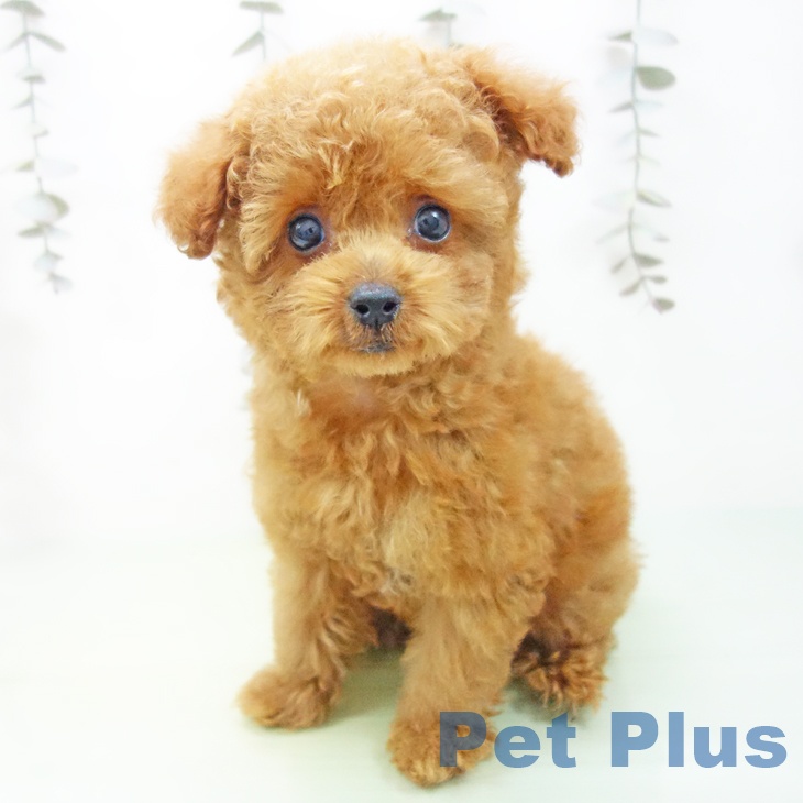 トイ・プードル